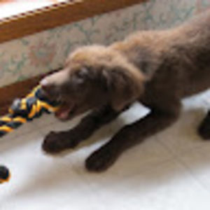 Meet your Posher, Terry